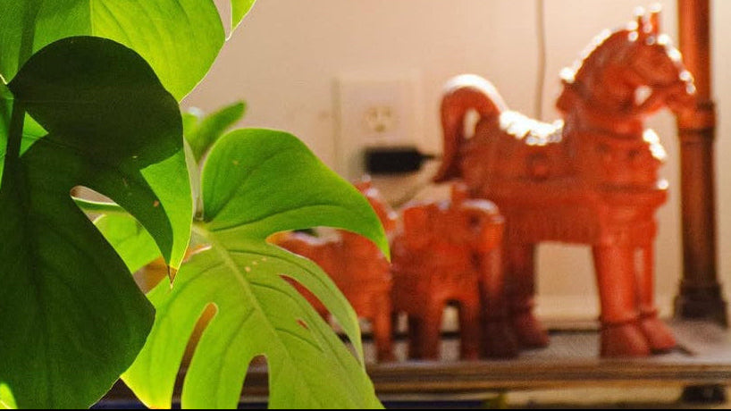 Green leafy plant in a room with a wooden table and decorative items
